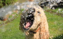 Canicule : Comment rafraîchir son animal de compagnie ?