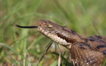 Couleuvres et vipères : Créatures craintes mais précieuses pour l’équilibre des écosystèmes