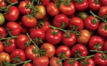 Agriculture : 67 % des tomates fraîches de l'UE proviennent du Maroc