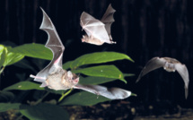 Nuit internationale : Les chauves-souris, maîtresses du règne de la nuit