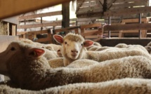 Oued Zem : Elle empoisonne 2 chiens pour faciliter le vol de 17 moutons
