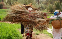Agriculture : Appel à la structuration du travail des femmes rurales