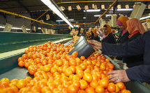 Agrumes : Les exportations grimpent de 40%  durant la saison 2021-2022