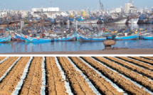 Gestion des pêcheries: Le Maroc, bon élève selon la FAO ! 