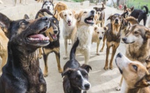 Chiens errants : Les autorités locales mettent le turbo