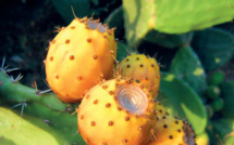 Introduction de variétés résistantes à la cochenille : Serait-ce la fin de la longue traversée du désert du cactus marocain ?