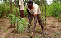 Agriculture : Le Maroc et le Sénégal renforcent leur coopération