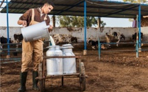 Pénurie du lait: Une batterie de mesures en faveur des producteurs et éleveurs