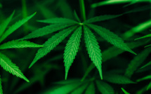 Lancement de la 3ème phase de "Kif Takwine" sur les usages médicinaux et thérapeutiques du cannabis