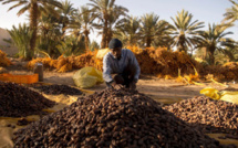 Activité phoenicicole : Le Maroc vise à doubler sa production des dattes d'ici 2030