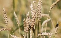Sécheresse : L’Argentine s’apprête à retarder les exportations de blé vers le Maroc