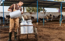Pénurie de lait : Les éleveurs lancent un appel à l’aide
