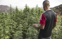 Cannabis licite : vers la construction d’un laboratoire de recherche à Al-Hoceima