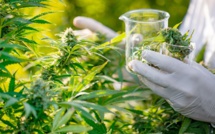 Cannabis thérapeutique : Lancement de la 3ème phase du programme de formation des médecins