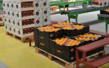 United States Department of Agriculture (USDA) : Montée constante des exportations de fruits du Maroc
