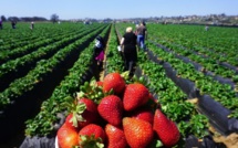 Un rapport américain met en avant le potentiel du secteur fruitier au Maroc