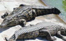 Biodiversité : Bientôt le retour des crocodiles marocains dans la Nature ?