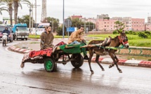 Casablanca / Modernisation : Haro sur les charrettes à traction animale !