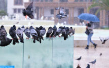 DGM : Des pluies fortes et orageuses attendues lundi et mardi