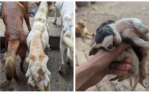 Kénitra : Des scènes bouleversantes de chiens séquestrés enflamment la toile 