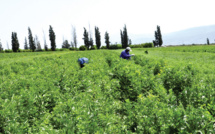 Tanger / CRRA : Le développement engagé de l’innovation agricole
