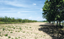 Agriculture : La vague de chaleur menace-t-elle la saison ?