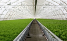Pays Bas/Agriculture : Des produits du Maroc pour compenser l’offre insuffisante ?