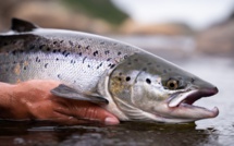 Salmoniculture : Entre saumon en flambée et redécouverte de la truite saumonée