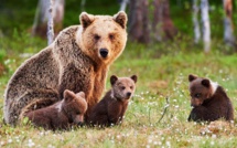Ours de l’Atlas : L’autre emblème disparu du bestiaire maghrébin