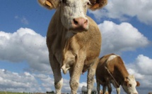 Maladie de la vache folle : le Maroc suspend l’importation des bovins du Royaume Uni