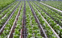 Dakhla / ANAFIDE : 10ème conférence internationale sur la Micro-irrigation