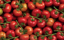 Exportations de tomates vers l'UE: Le Royaume en passe de détrôner l’Espagne