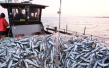 Secteur de la pêche : Sadiki justifie le non-plafonnement des prix du carburant