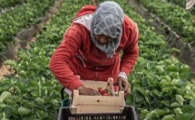 Espagne-Emploi : Les saisonnières marocaines déjà sur place à Huelva pour les récoltes