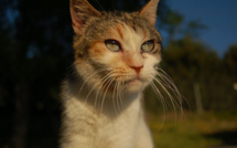 Bouskoura / Casablanca : Le sort des chats errants suscite un élan compatissant dans la ville