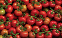 Prix des tomates : Faut-il limiter l’export pour contrer la flambée ?