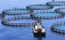 Maroc - Israël :  Coup de pouce à la coopération aquacole