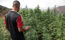 Cannabis : 230 licences de production octroyées à ce jour
