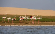 Tarfaya / Lagune de Naïla : Plaidoyer pour la conservation de la biodiversité