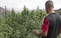 Le Maroc autorise l'importation des premières graines de cannabis légales