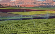 La Cour des comptes appelle à un système d'audit du processus d'agrégation agricole