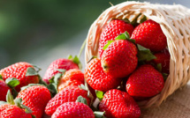 Agriculture : Les fraises marocaines réussissent bien à l’export