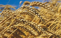 Sécurité alimentaire : Comment le Royaume gère-t-il ses importations de blé ?
