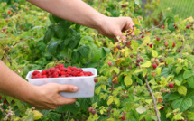 Agriculture: Les framboises marocaines très convoitées à l’export