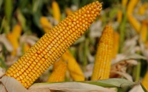 Maroc-USA : Baisse de 8% des prévisions d'importations de maïs américain
