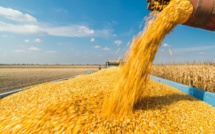Sécurité alimentaire : Comment le Royaume gère-t-il ses importations de blé ? [INTÉGRAL]