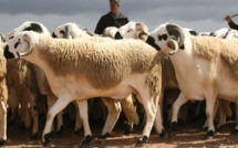 Viande rouge : 18.000 têtes d’ovins seront importées cette année 