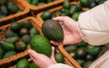 Avocat : Le Maroc pourrait établir un record en matière d'exportations