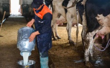Ramadan : Les prix du lait résistent à la hausse [INTÉGRAL] 