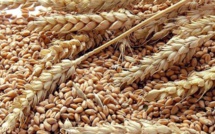 Le Maroc augmente ses importations de blé au mois de mars, la France en tête des fournisseurs  